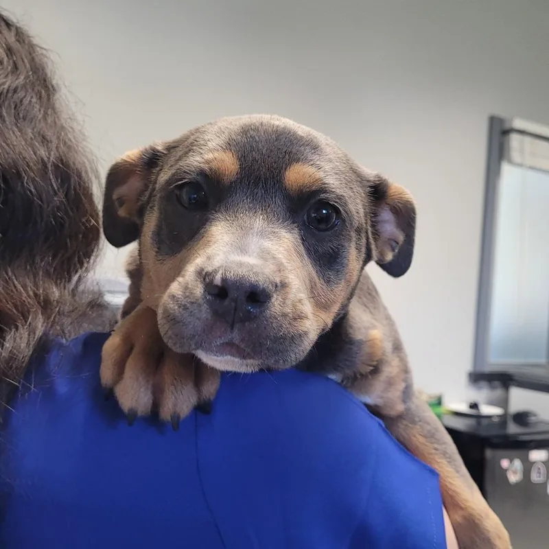 A baby small-sized female Gray / Blue / Silver American Staffordshire Terrier dog named Princesa for adoption in Greenville, SC