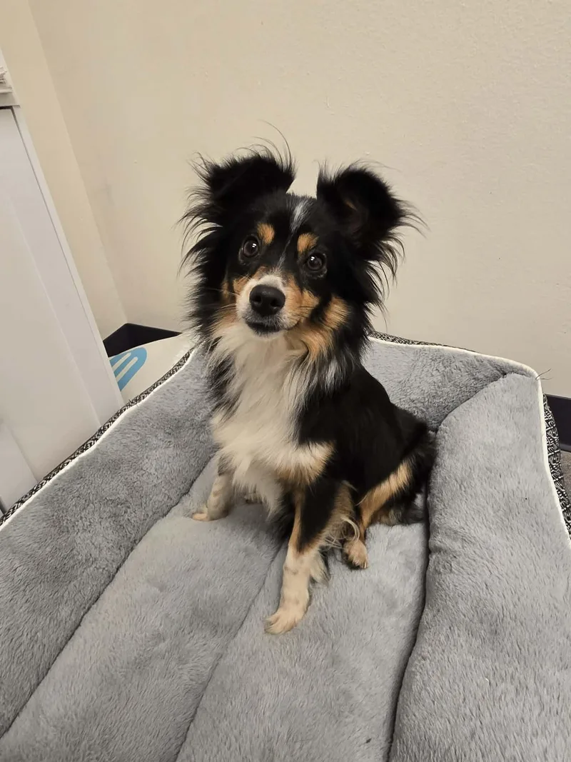 A young small-sized female Tricolor (Brown, Black, & White) Australian Shepherd dog named Egypt for adoption in Tylertown, MS