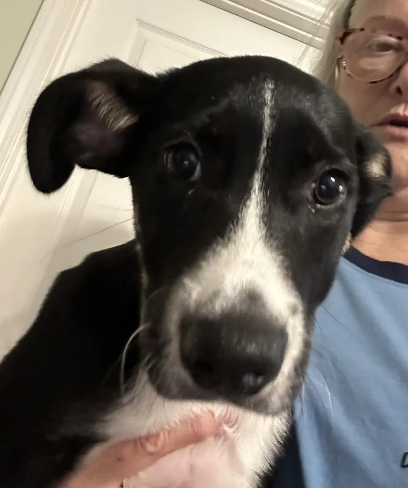 A baby medium-sized female Tricolor (Brown, Black, & White) Border Collie dog named Bella Capo for adoption in Ellijay, GA