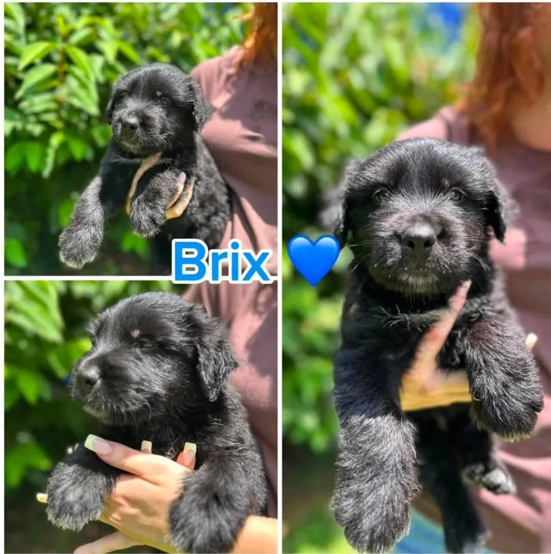 A baby medium-sized male Black Terrier dog named Brix for adoption in Byrdstown, TN