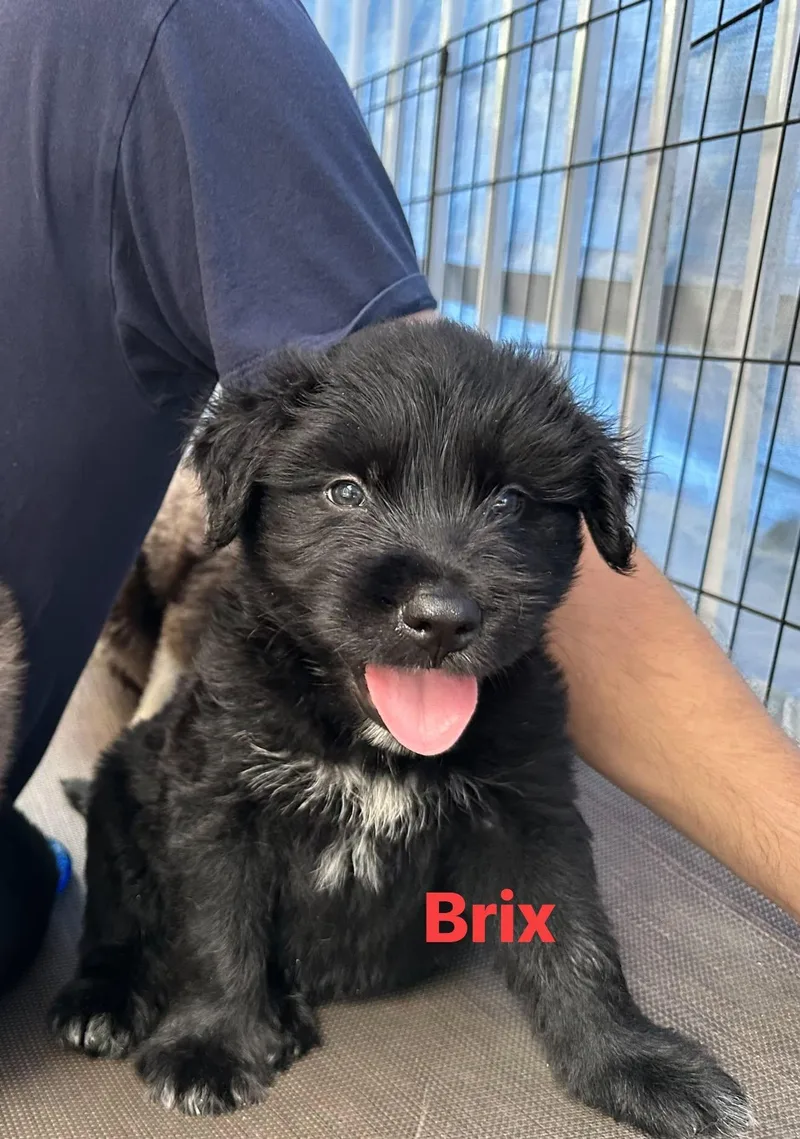 Brix thumbnail 2