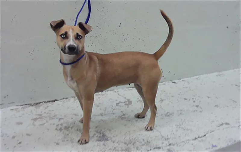 A young medium-sized female Labrador Retriever dog named Serena for adoption in Houston, TX