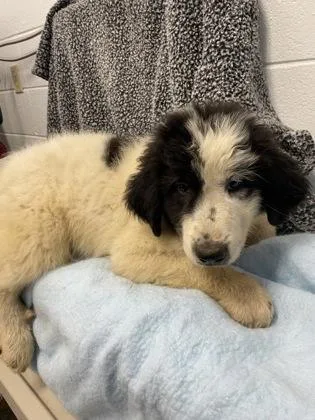 An adult large-sized female Great Pyrenees dog named Tamera Airwood for adoption in Spruce Pine, NC