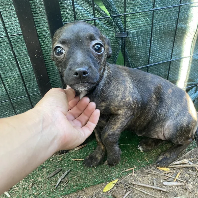 A baby small-sized female Brindle French Bulldog dog named Solange for adoption in Escondido, CA