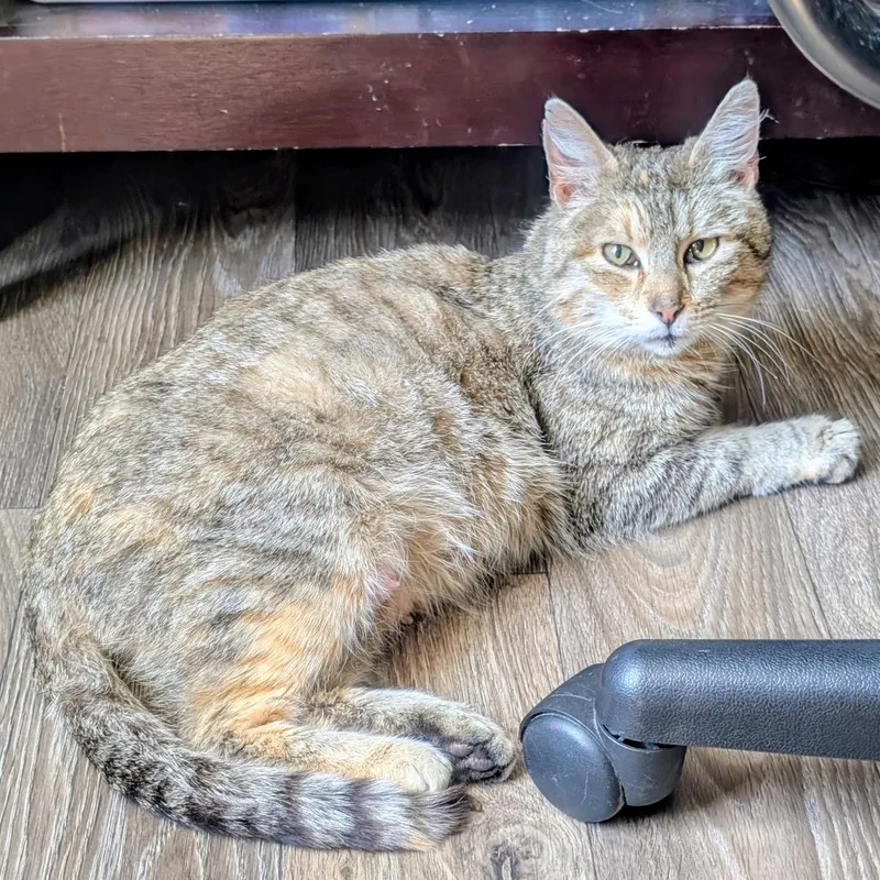 An adult small-sized female Torbie Domestic Short Hair cat named Lovie for adoption in West Plains, MO