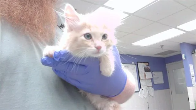 A baby small-sized male Domestic Long Hair cat named Parker for adoption in Omaha, NE