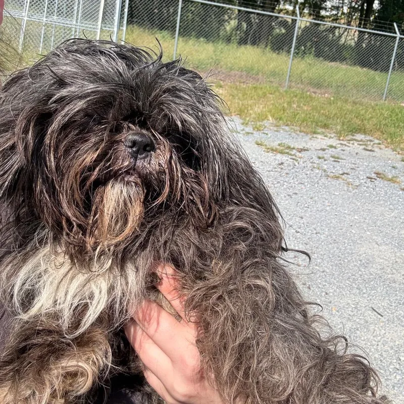 An adult small-sized female Black Shih Tzu dog named Fiona for adoption in Montgomery, AL