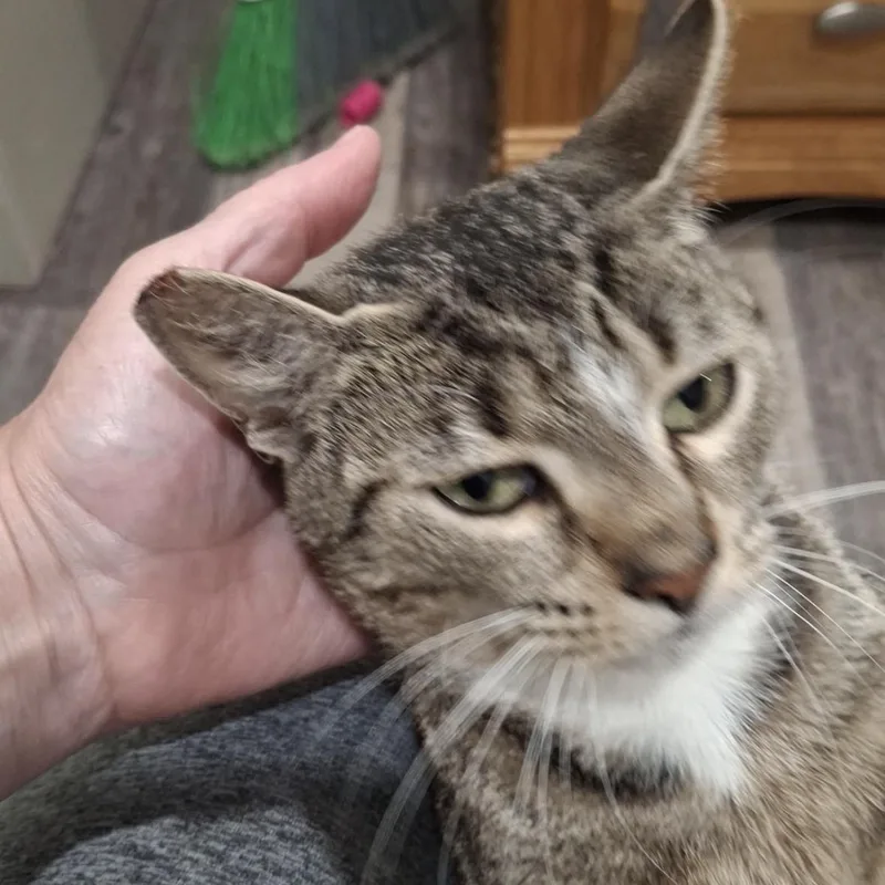 A young small-sized female Tabby (Buff / Tan / Fawn) Domestic Short Hair cat named Ada for adoption in Maple Shade, NJ