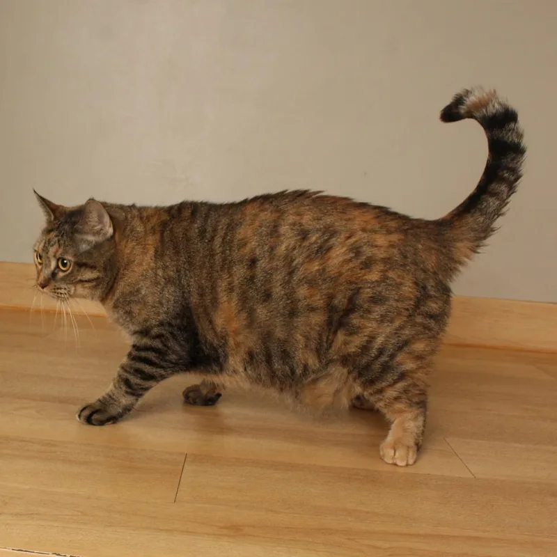 Ginger Baby C thumbnail 4
