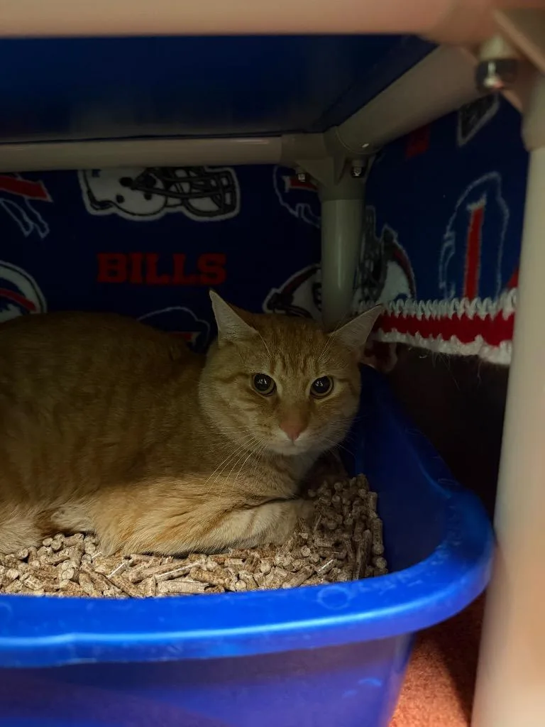 A young large-sized male Domestic Short Hair cat named Mulligan for adoption in Olean, NY