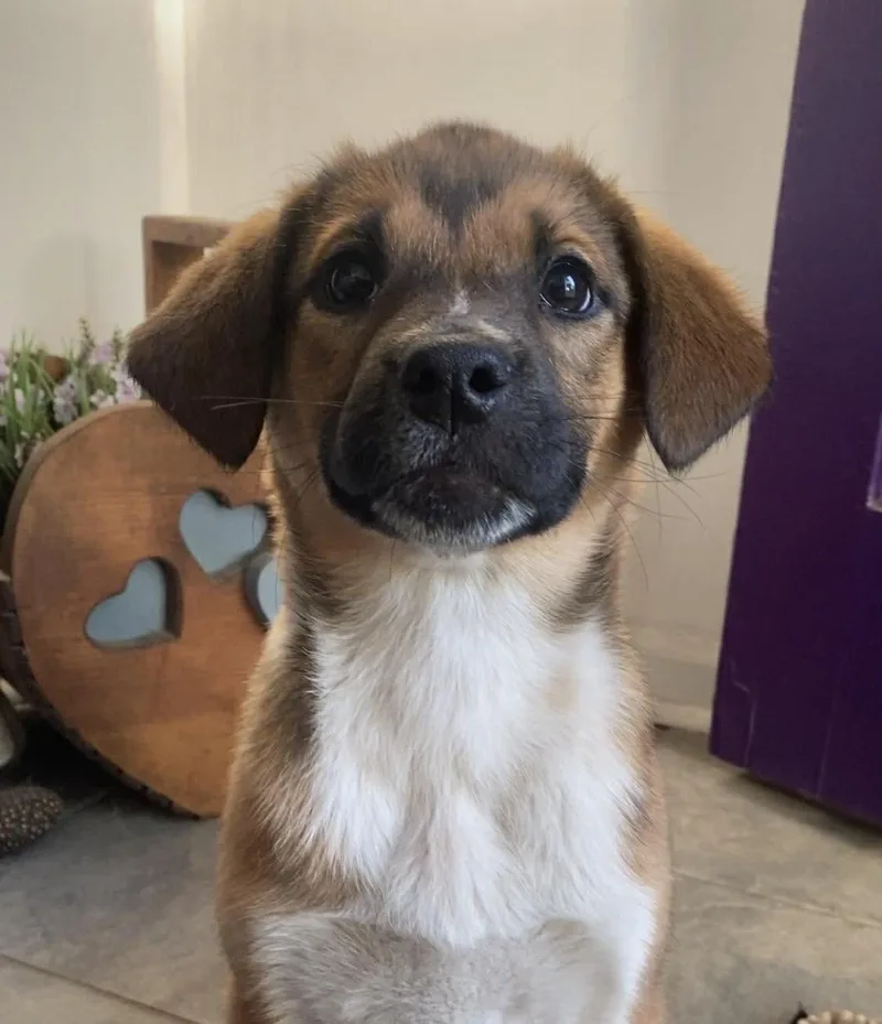 A baby small-sized female Labrador Retriever dog named Olive for adoption in Moncks Corner, SC