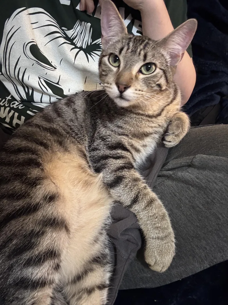 A baby medium-sized male Tabby (Brown / Chocolate) Domestic Short Hair cat named Alex The Cat for adoption in Portland, OR