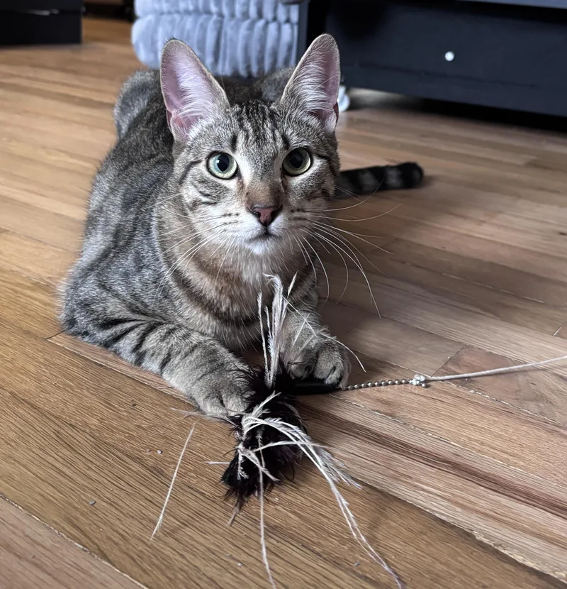 Alex The Cat thumbnail 2