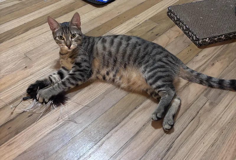 Alex The Cat thumbnail 3