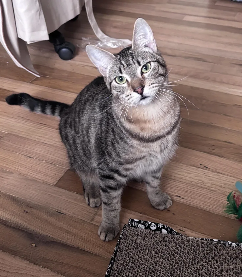 Alex The Cat thumbnail 4