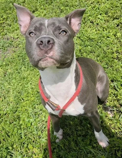 A young medium-sized female American Staffordshire Terrier dog named Misty for adoption in Fort Lauderdale, FL