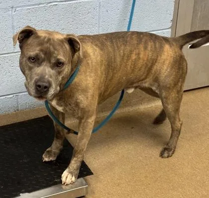 An adult large-sized male Mixed Breed dog named Linkin Park for adoption in Chamblee, GA