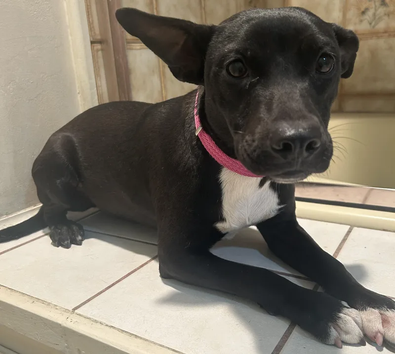A young small-sized female Black Bull Terrier dog named Coly for adoption in El Cajon, CA