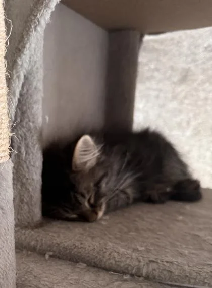 A baby small-sized male Domestic Long Hair cat named Orion for adoption in Wilkesboro, NC