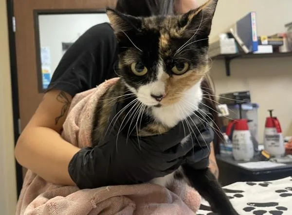 An adult small-sized female Domestic Short Hair cat named Molly for adoption in Oceanside, CA