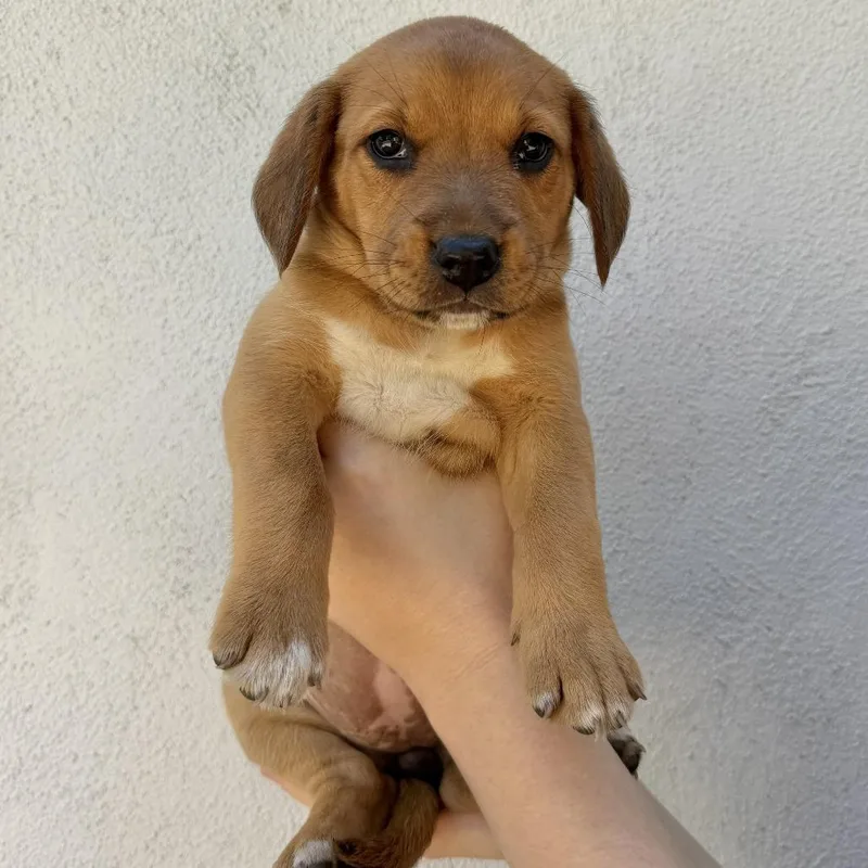 A baby small-sized female Brown / Chocolate Beagle dog named Coco for adoption in Nowata, OK