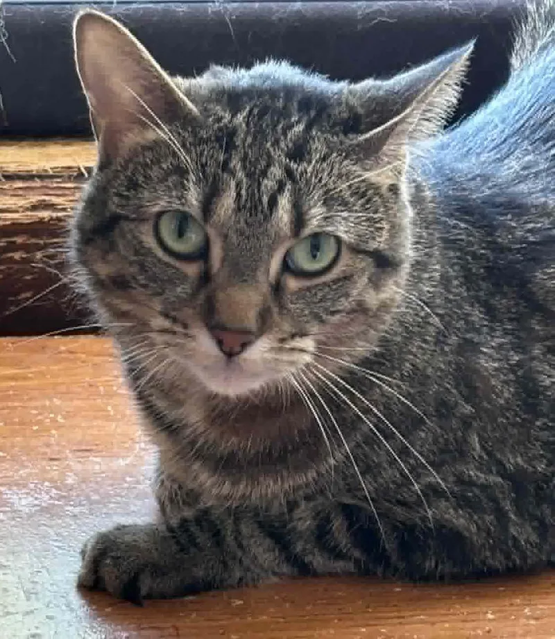An adult medium-sized female Domestic Short Hair cat named Katherine for adoption in Champaign, IL