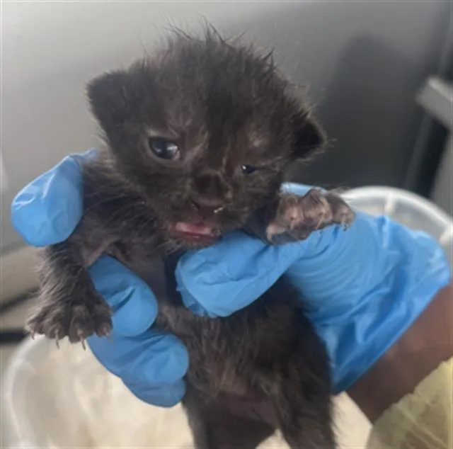 A baby medium-sized female Domestic Short Hair cat named Coco for adoption in Dallas, TX