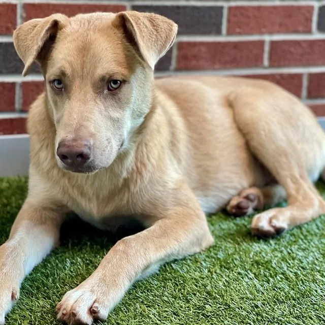 A young large-sized male Mixed Breed dog named Stu for adoption in Edmond, OK