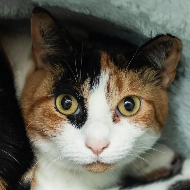 An adult large-sized female Calico Domestic Short Hair cat named Gracie for adoption in Middletown, RI