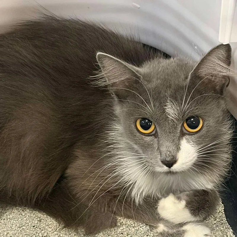 An adult medium-sized female Gray / Blue / Silver Domestic Medium Hair cat named Mari for adoption in Williston, FL