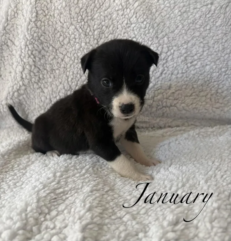 A baby medium-sized female Labrador Retriever dog named January Mama August Calendar for adoption in Carmel, NY