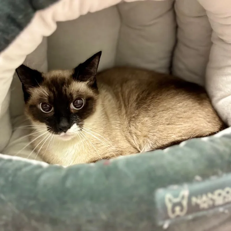 Cocoa thumbnail 2