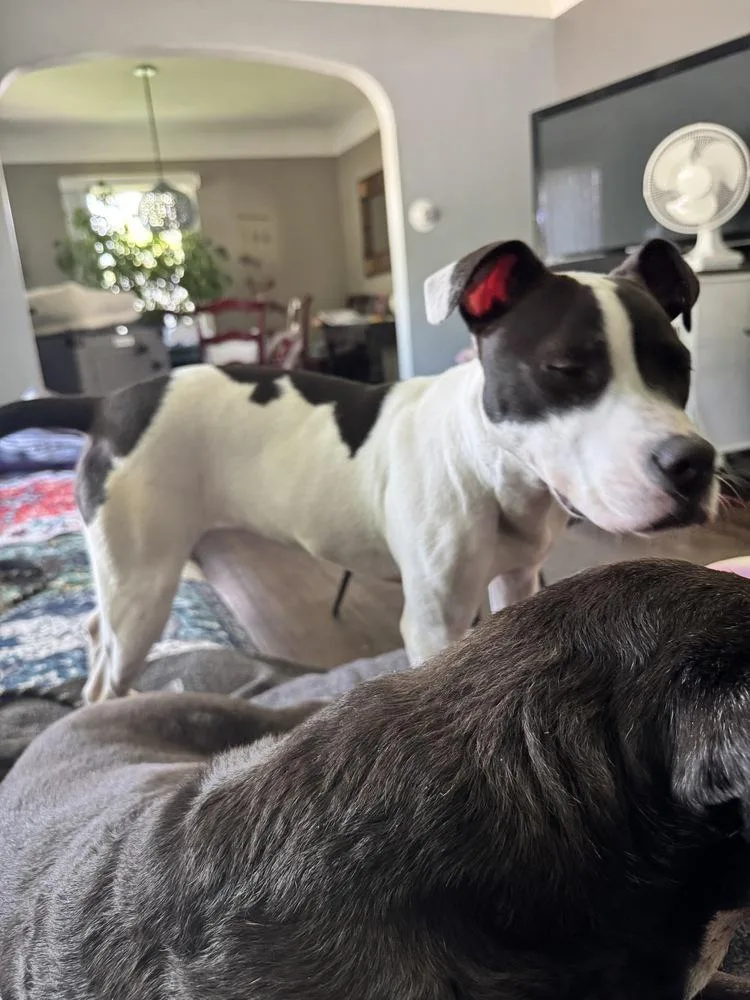 A young medium-sized female Tricolor (Brown, Black, & White) Mixed Breed dog named Cupcake for adoption in Grand Rapids, MI