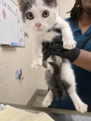 A baby small-sized male Domestic Short Hair cat named Prince for adoption in Westland, MI
