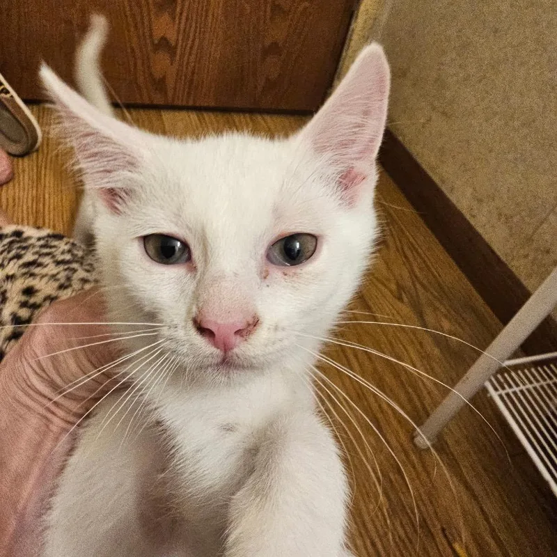 A baby small-sized male White Domestic Short Hair cat named Orion for adoption in Carroll, IA
