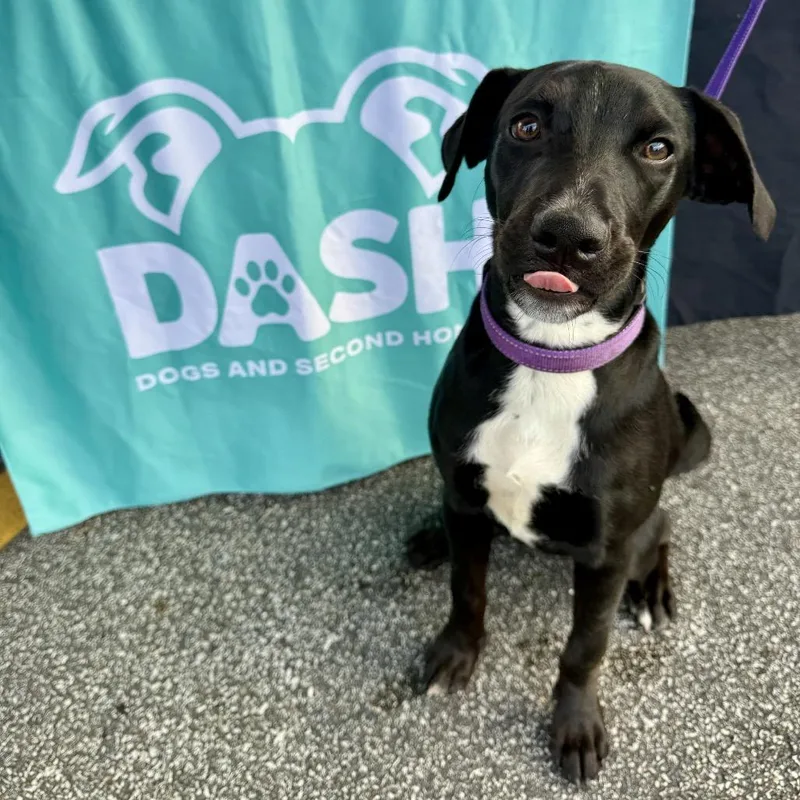 A young small-sized female Labrador Retriever dog named Nova for adoption in Valparaiso, IN