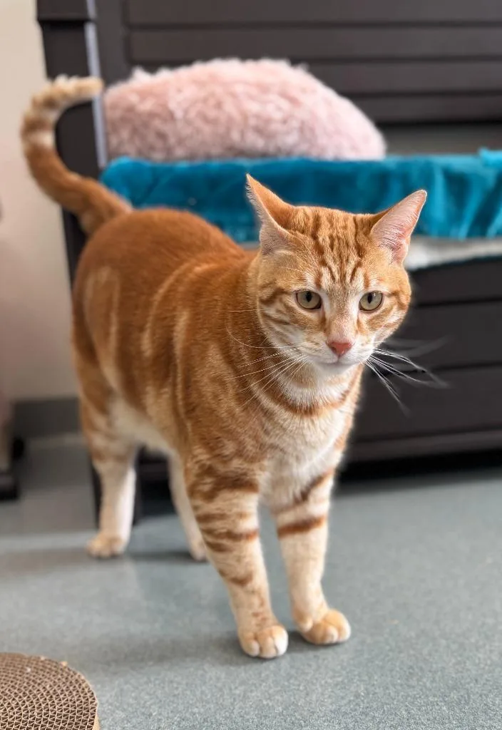 An adult medium-sized male Domestic Short Hair cat named Ralphie for adoption in Cumberland, ME