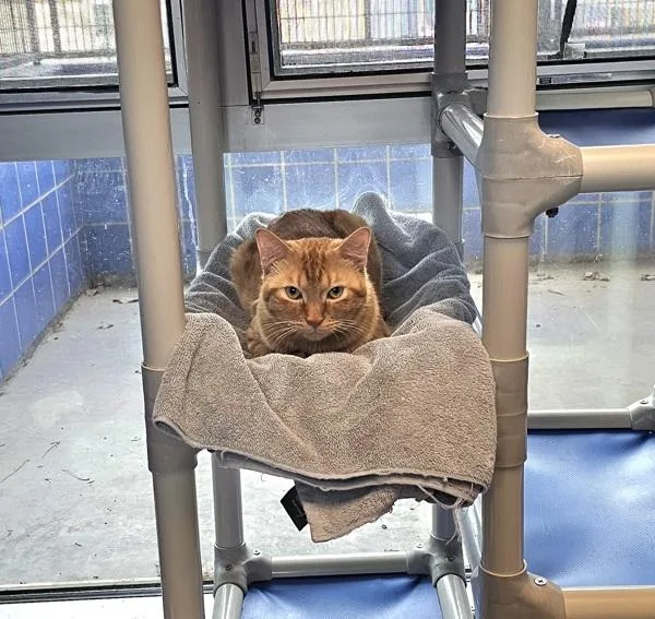 An adult small-sized male Domestic Short Hair cat named Slinky for adoption in Austin, TX
