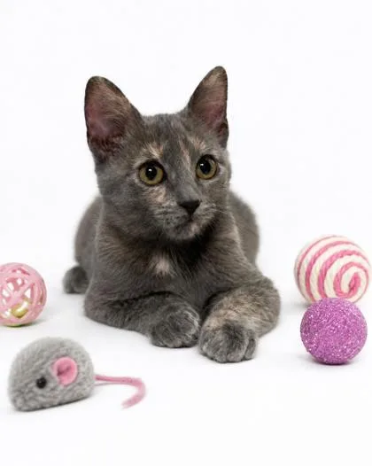A baby small-sized female Domestic Short Hair cat named Andouille for adoption in Cumming, GA