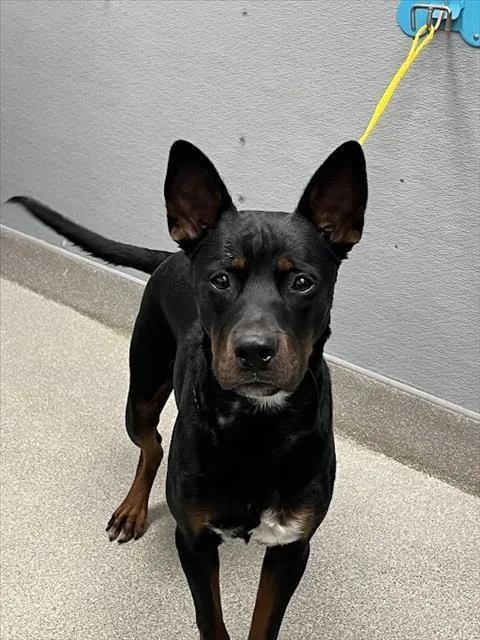 A young medium-sized male Labrador Retriever dog named A for adoption in Las Vegas, NV