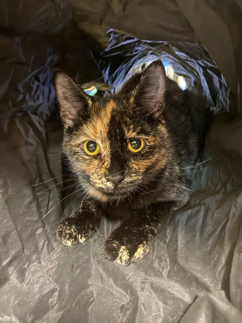 An adult medium-sized female Tortoiseshell Domestic Short Hair cat named Tozzi for adoption in Warwick, RI