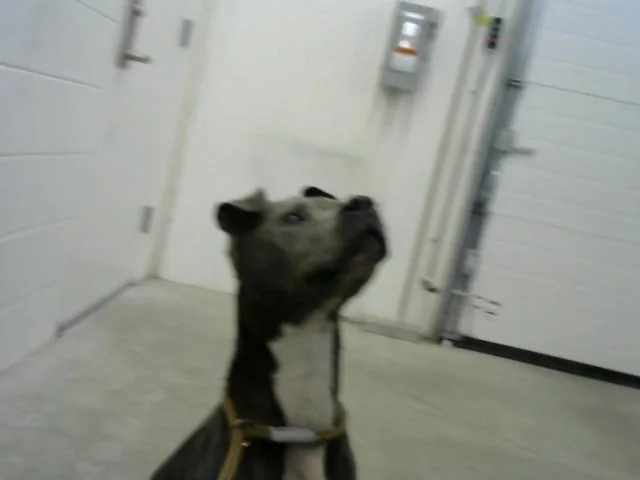 A young medium-sized male Pit Bull Terrier dog named Hedwig for adoption in Toledo, OH