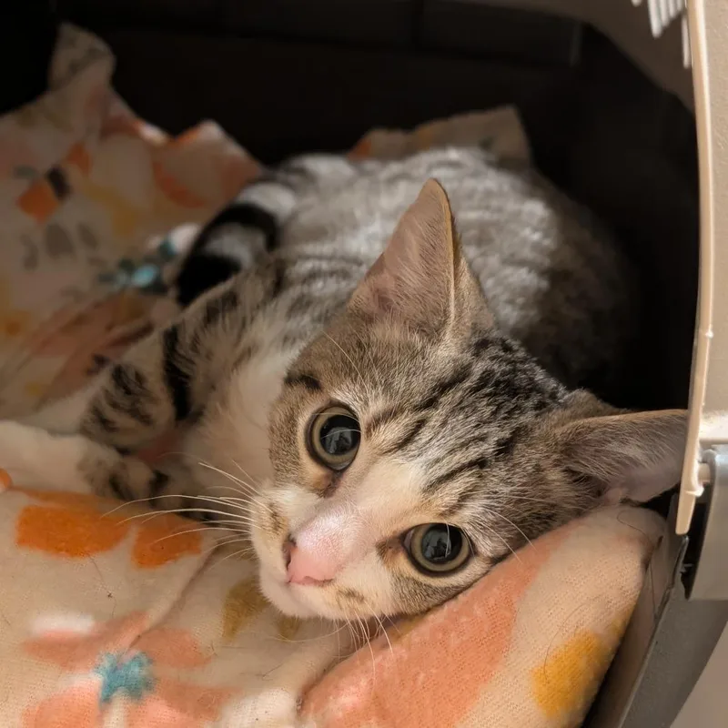 A baby small-sized male Brown / Chocolate Domestic Short Hair cat named Allen for adoption in La Grange, KY