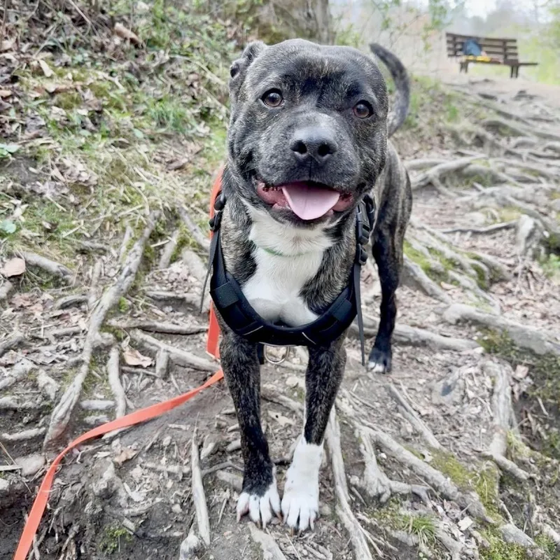 An adult medium-sized male Brindle Mixed Breed dog named Sammy for adoption in Hendersonville, NC