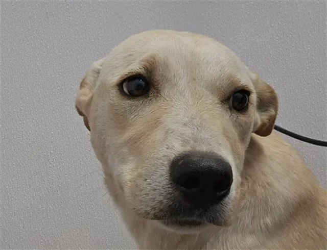 A young small-sized female Labrador Retriever dog named Motzy for adoption in Tucson, AZ