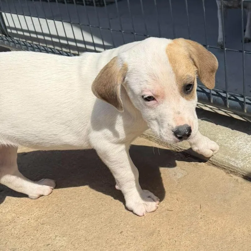 A baby small-sized female White / Cream Mixed Breed dog named Leia for adoption in Buffalo, MN