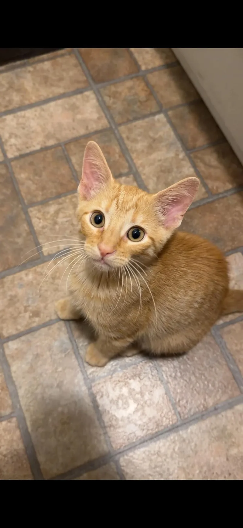 A baby small-sized male Orange & White Domestic Short Hair cat named Willy for adoption in Dysart, IA