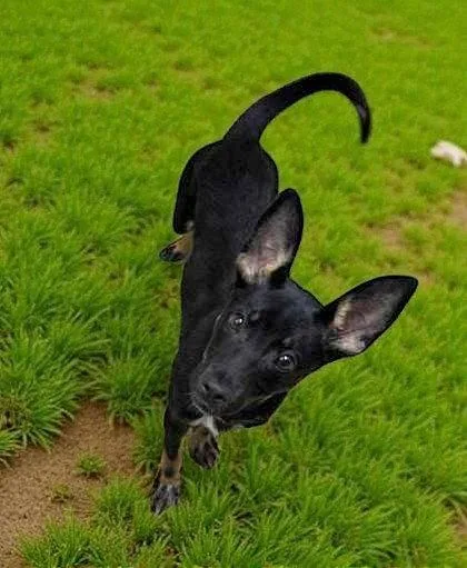 An adult medium-sized male German Shepherd Dog dog named Bashful Bear for adoption in Sullivan, IN