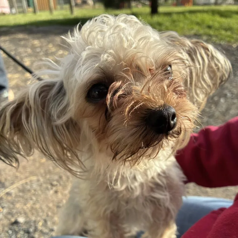 A senior small-sized female White / Cream Mixed Breed dog named Harper for adoption in Quakertown, PA