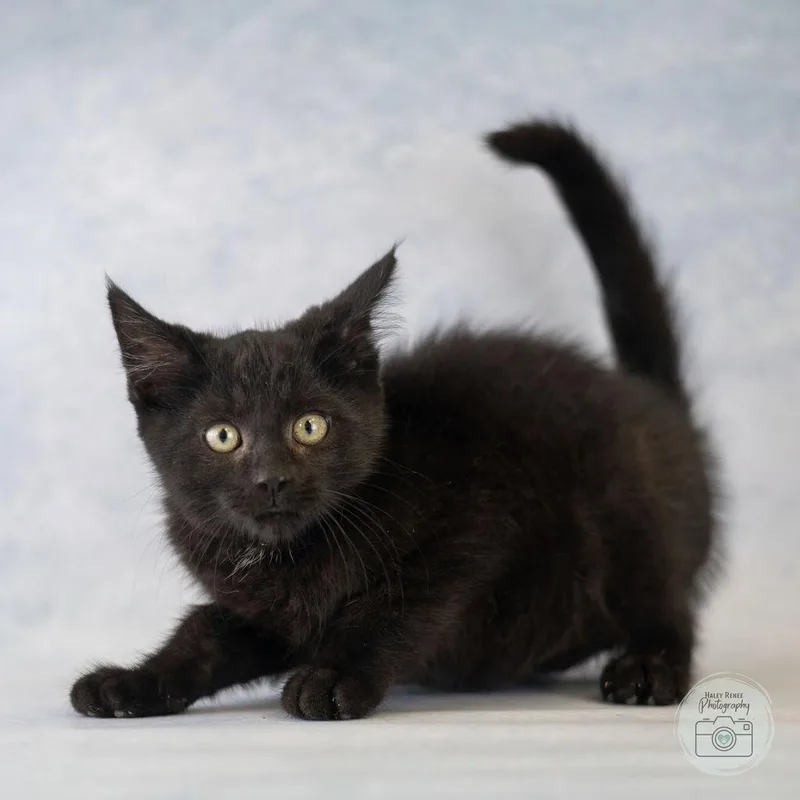 A baby medium-sized male Black Domestic Short Hair cat named Norris for adoption in Blairsville, PA